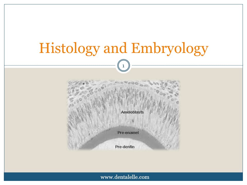 General Histology and Embryology