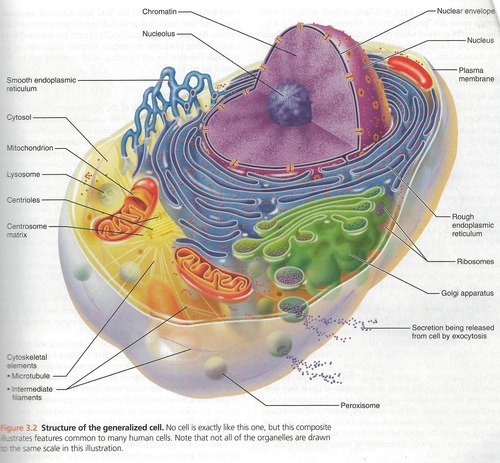 Physiology of cells, tissues, blood & body fluids